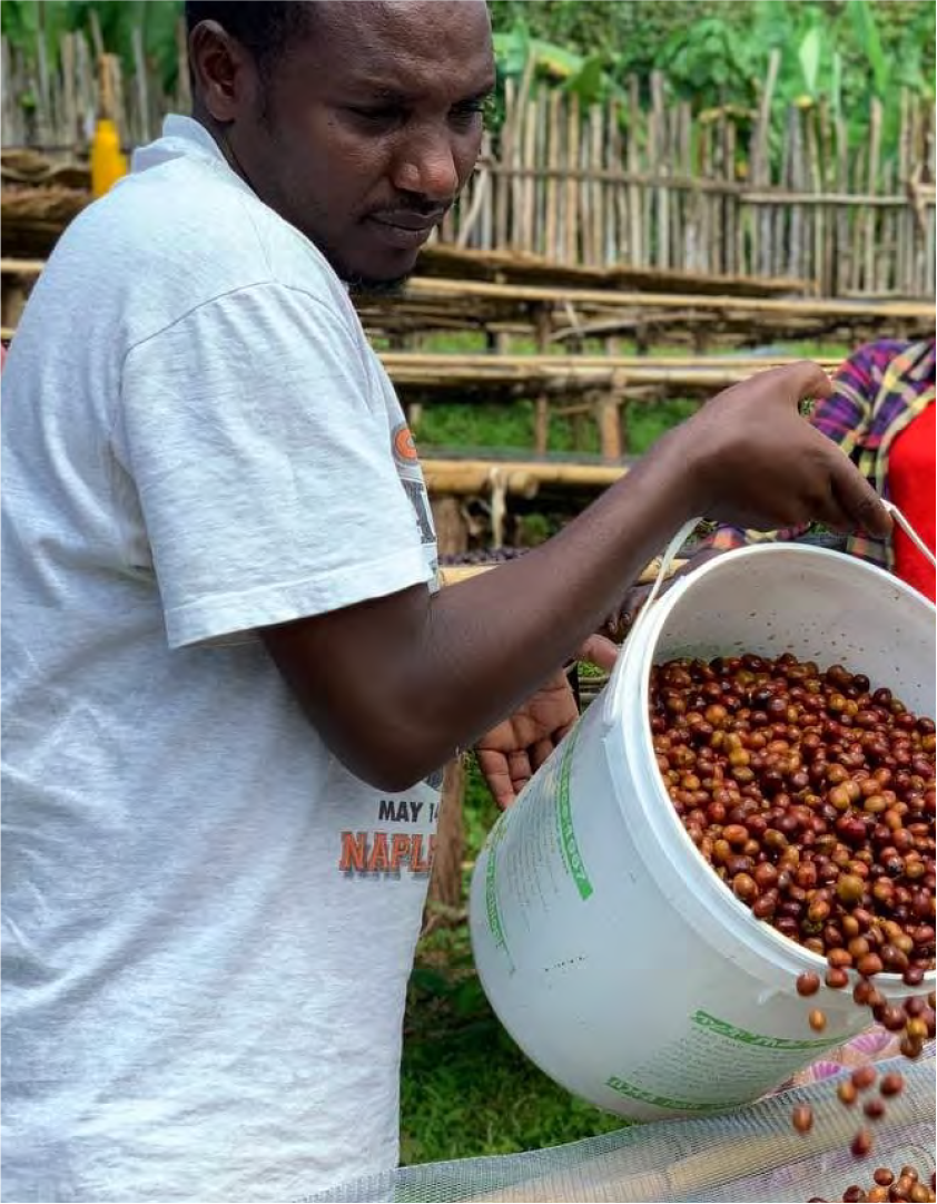 Exotic - Ethiopia - Sidamo - Dembi - Carbonic Maceration Dry