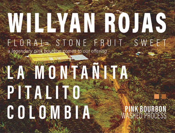 Colombia - Willyan Rojas - Pink Bourbon - Washed Process