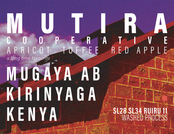 Kenya - Mutira Coffee Farmers Co-op - Mugaya AB - Washed Process