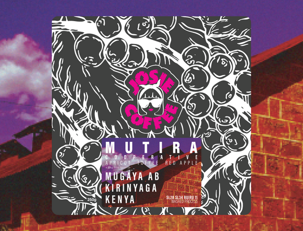 Kenya - Mutira Coffee Farmers Co-op - Mugaya AB - Washed Process